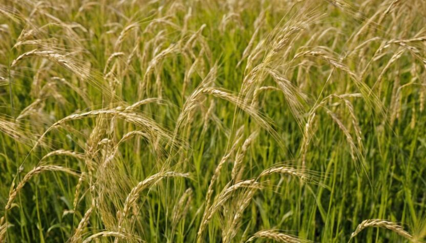 Allergie Hafer » Informationen für Allergiker