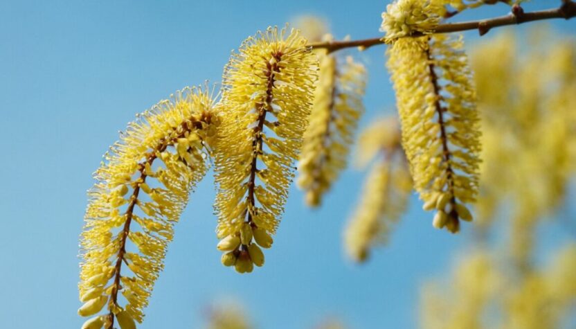 Allergie Haselpollen » Wichtige Fakten für Deine Gesundheit